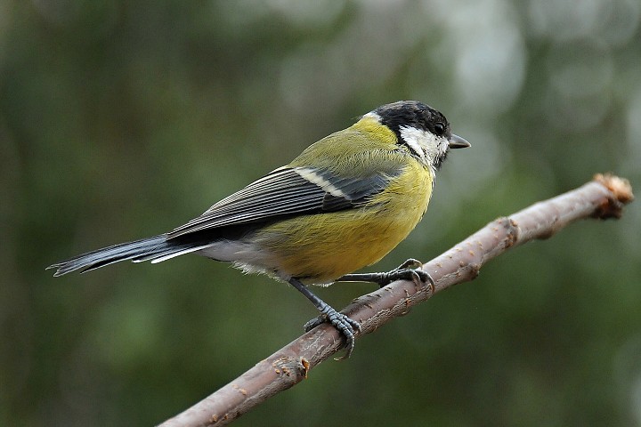 Sýkora koňadra (Parus major)